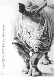 Vanessa Montenegro Rhino drawing